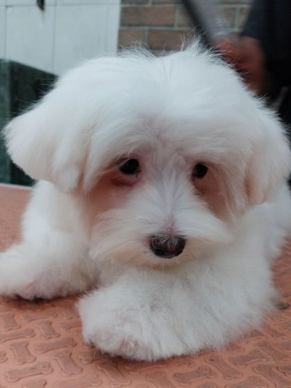 Teddy the Maltese puppy before his first grooming session. He's a little ball of fluff, ready for his transformation.