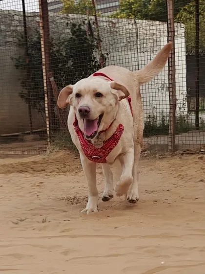 Daisy, a 3-year-old Labrador with a history of heat strokes, is here for a short stay. Her owners trust us with her specific health needs, and we take that responsibility very seriously, ensuring she is safe and comfortable.