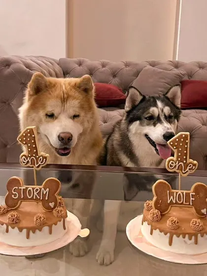 Double the trouble, double the cake. Wolf and Storm, two adorable husky siblings, celebrated their very first birthday together with matching peanut butter and chicken cakes. We love creating special treats for multi-pet families.