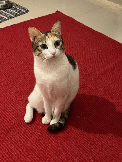 Luna, one of three siblings staying with me, looking curious and wide-eyed. I can accommodate bonded pairs or groups in their own private space.