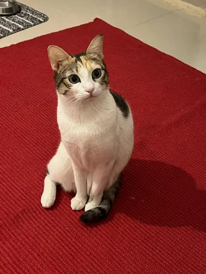 Luna, one of three siblings staying with me, looking curious and wide-eyed. I can accommodate bonded pairs or groups in their own private space.