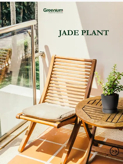 The Jade Plant, with its thick, glossy leaves, is another great low-maintenance option for a sunny balcony. It's also considered a symbol of good luck and prosperity.