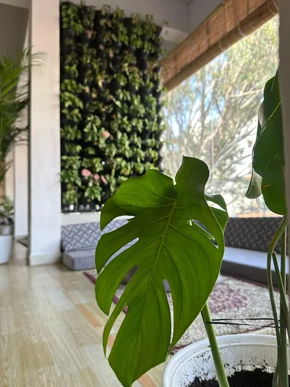 A large Monstera leaf frames the view of a vertical garden in this office space. This layering of green elements creates depth and a sense of being immersed in nature, even indoors.