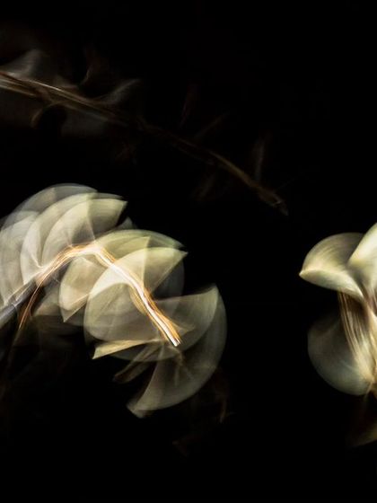 Another wild abstract of termites, their flight paths creating beautiful, flower-like patterns of light.