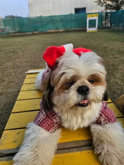 We can't get over the cute Christmas clicks. This little Shih Tzu is feeling festive with her Santa hat ears.