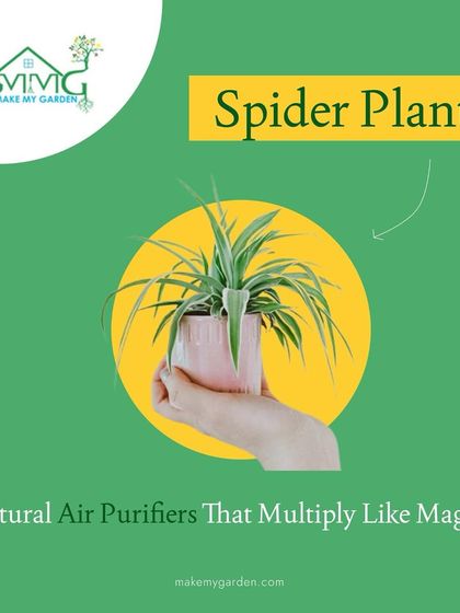 Make My Garden - Nursery & Gardening Store (Retail) Indoor & Air Purifying Plants photo 6