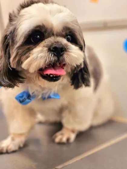 This little Shih Tzu is looking dapper with a fresh haircut and a smart blue bow tie.