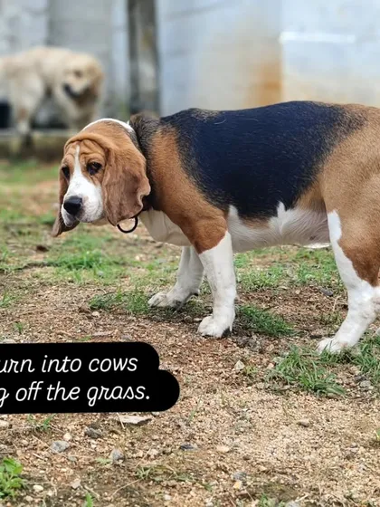 Some turn into cows chomping off the grass. That's Tara in her happy place.