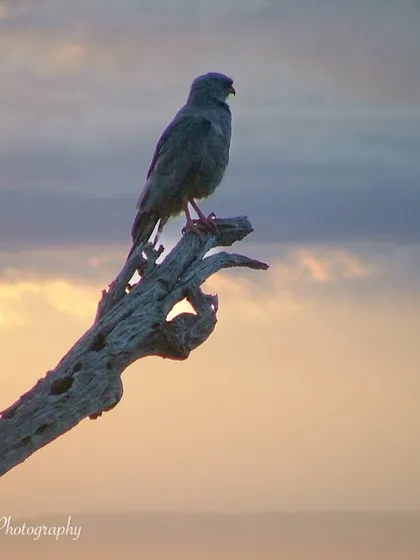 A Gabar Goshawk perched on a dead branch during golden hour in the Masai Mara. The soft, warm light and beautiful sky create a serene and picturesque wildlife portrait.