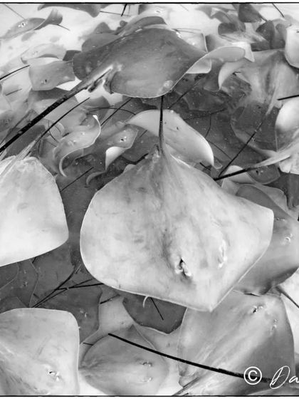 This black and white photograph captures the artistic, almost sketch-like quality of a stingray fever. The overlapping shapes and lines show the beautiful chaos of this incredible natural gathering.