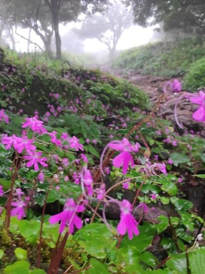 Wildflowers blooming along the trail to Kodachadri, adding a splash of color to the green and misty landscape.
