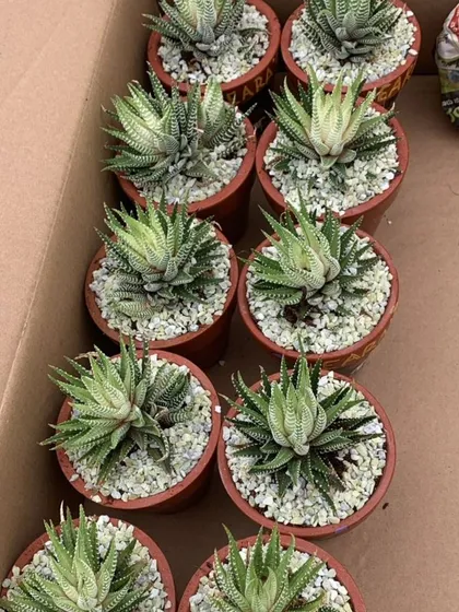 A top-down view of our Zebra Haworthia succulents, packed and ready for delivery. We ensure every plant is healthy and carefully prepared for its new home.