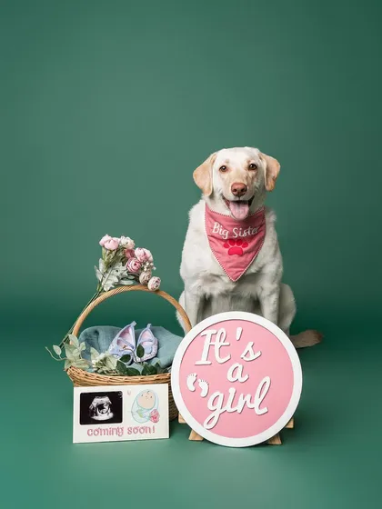 Your pet was your first baby, so why not let them announce the news? I love getting creative with "big sister" or "big brother" announcement shoots that put your pet in the spotlight.