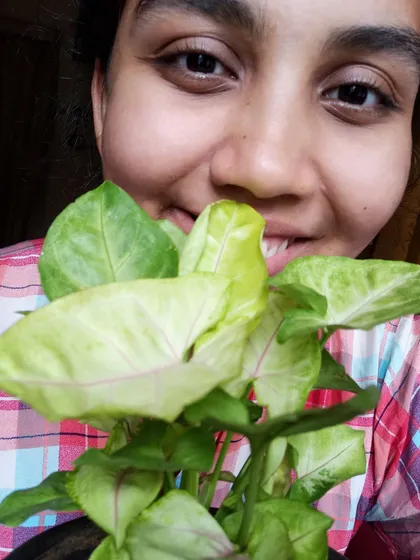 Here I am with my Syngonium, and I have a question for the community. I love how we can ask each other for advice, like whether this arrowhead plant can be trained to climb like a money plant.