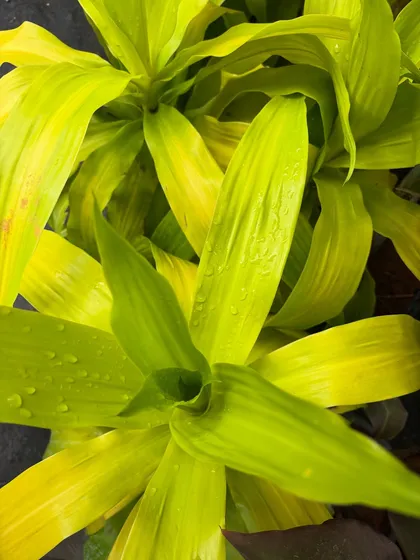 A close-up of the vibrant, lime-green leaves of a Dracaena plant, glistening with water droplets. We love celebrating the small details and textures that make each plant unique.