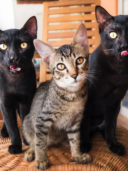 Getting one cat to look at the camera is a win, but getting three? That’s the magic of patience. Meet Flow, Glow, and Bro, a trio of rescued siblings showing off their distinct personalities in a single frame.