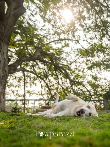 Pawparazzi By Prathima - Pet Milestone Photography Adopted & Rescued Stories photo 8