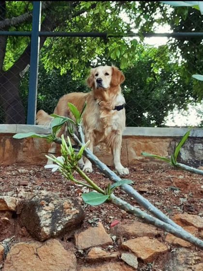 Zoella Dog Training - Guided Dog-Friendly Hikes Additional Work & Inspiration photo 3