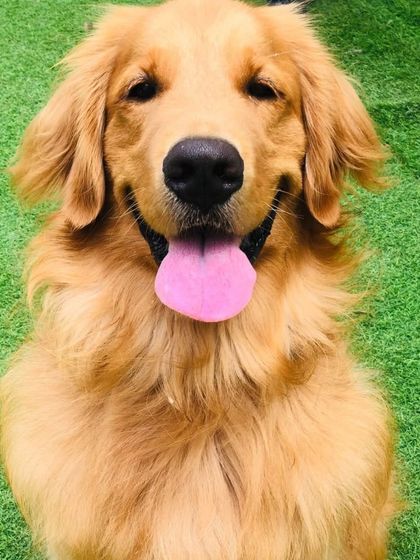 A smiling Golden Retriever, the epitome of a happy dog.