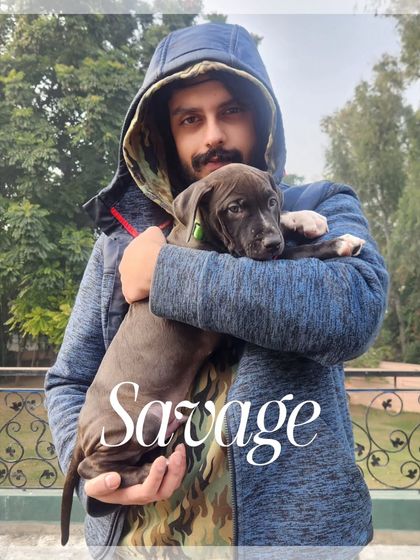 Introducing Savage, a promising American Pit Bull Terrier puppy from Delhi Hellhounds. Starting with a solid foundation from a young age is key to raising a confident, stable working dog.