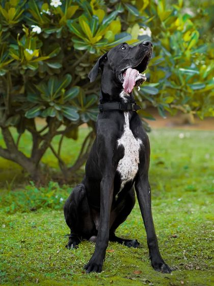 A beautiful seated portrait of the Great Dane, looking happy and relaxed in a natural setting.