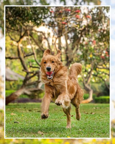 General Pet Photography