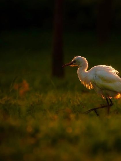 A cattle egret walking in the grass, beautifully rim-lit by the rising sun. This kind of light is what photographers dream of, as it perfectly outlines the subject.