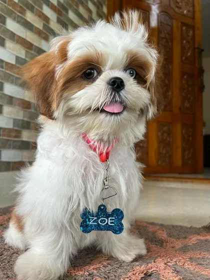 Meet Zoe, looking absolutely adorable with her custom resin pet tag. I can create a unique name tag for your furry friend in their favorite color with a little bit of sparkle.