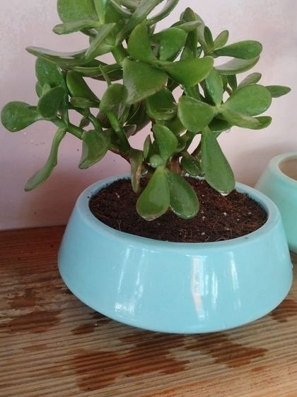 A cute little Jade plant in a simple, sky-blue ceramic pot. Jade plants are considered symbols of good luck and are incredibly easy to grow, making them a perfect gift.
