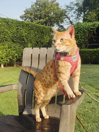 It's not just for dogs. We provide a safe and stimulating environment for our feline guests too. This adventurous cat is enjoying some supervised time outdoors, exploring the sights and sounds of the farm.