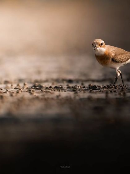 A Tibetan Sand Plover, a small but mighty shorebird, brings the beach to life with its energetic presence.