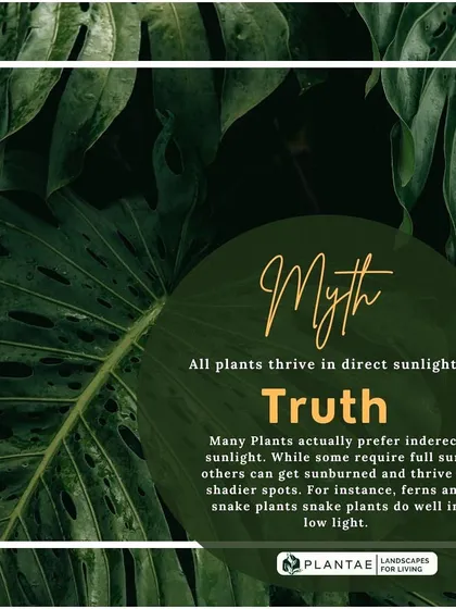It's a myth that all plants need direct sunlight. Many popular houseplants, such as ferns and snake plants, actually prefer indirect light and can get sunburned in the full sun. Understanding a plant's light requirement is key to its success.