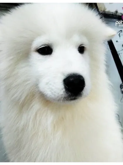 Look at that fluff! After a thorough bath, blow-dry, and brush-out in our mobile grooming van, this Samoyed’s double coat is perfectly clean, soft, and ready for cuddles.
