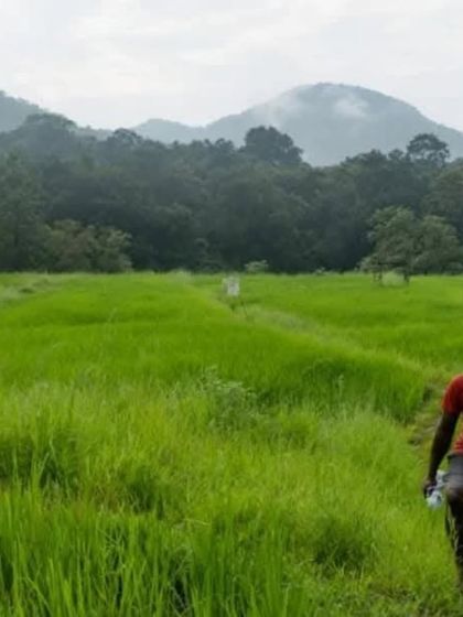 Walking through lush green paddy fields on our way to an offbeat waterfall in Uttara Kannada.