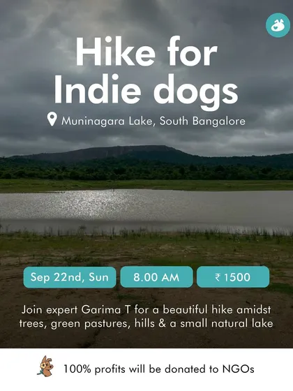 We host a variety of events throughout the year, like this special hike for Indie dogs at Muninagara Lake. These posters give you a quick look at what's coming up, so you can find the perfect activity for you and your dog.