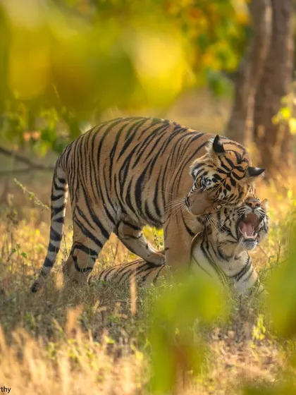 Another frame of the mating pair, seen through the foliage. Patience is key to witnessing these raw and natural behaviors.