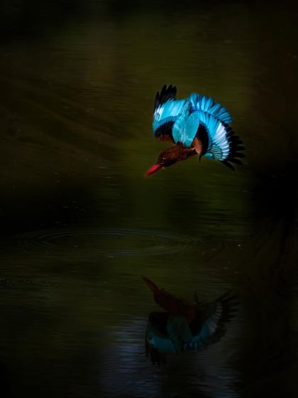 A white-throated kingfisher captured mid-dive, its brilliant blue wings reflected in the dark water. This shot freezes a moment of pure action and showcases the bird's incredible speed and agility.