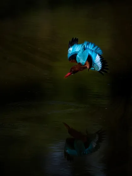 A white-throated kingfisher captured mid-dive, its brilliant blue wings reflected in the dark water. This shot freezes a moment of pure action and showcases the bird's incredible speed and agility.