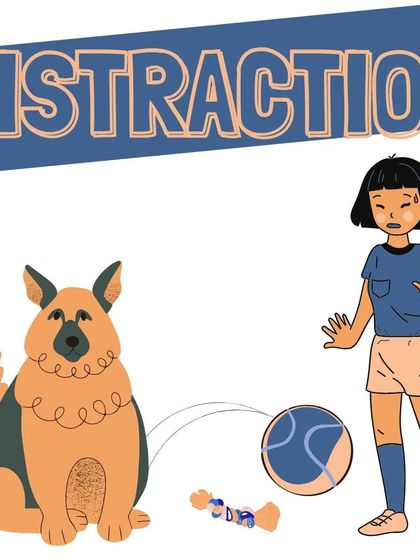 The final challenge is distraction. We slowly introduce small distractions while they are in a 'stay', teaching them to remain focused on you no matter what's going on around them.