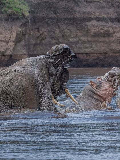 A clash of giants in the Mara River. An elephant confronts a territorial hippo, creating a dramatic splash and a rare interaction. I anticipated the conflict and had my camera ready, freezing the action with a high shutter speed.