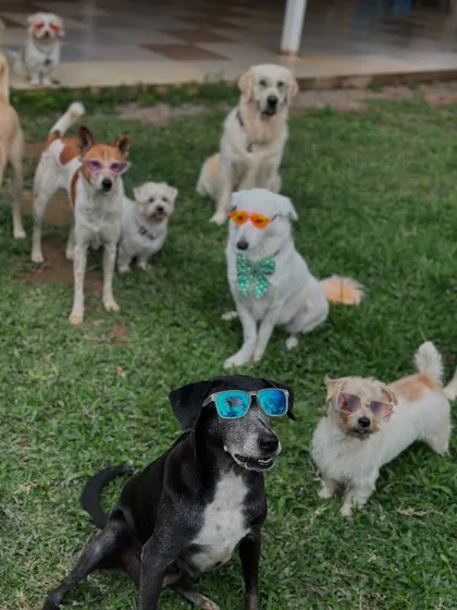Meet our resident squad. These rescued dogs are the heart and soul of Therpup, and they're always ready to greet you with wagging tails and a whole lot of love.