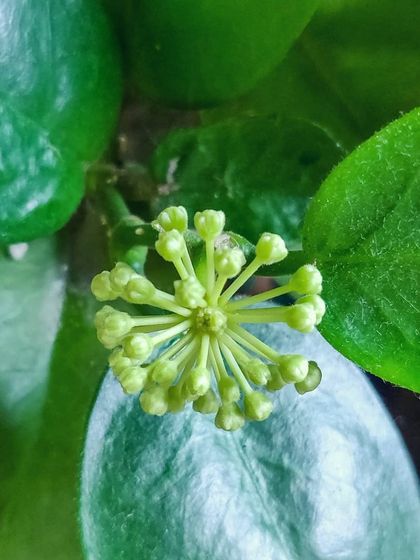 The Hoya buds, clustered together like a small constellation before they open.