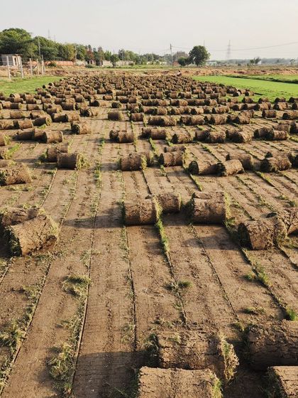 Delhi Gardner - Wholesale Plant & Turf Supply Natural Grass Turf: From Our Farm to Your Project photo 138