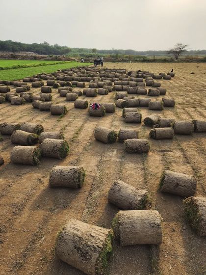 Delhi Gardner - Wholesale Plant & Turf Supply Natural Grass Turf: From Our Farm to Your Project photo 36