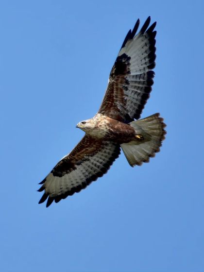 A Long-legged Buzzard soaring high against a clear blue sky. The pattern on its underwings is beautifully displayed, a sight often missed from the ground.