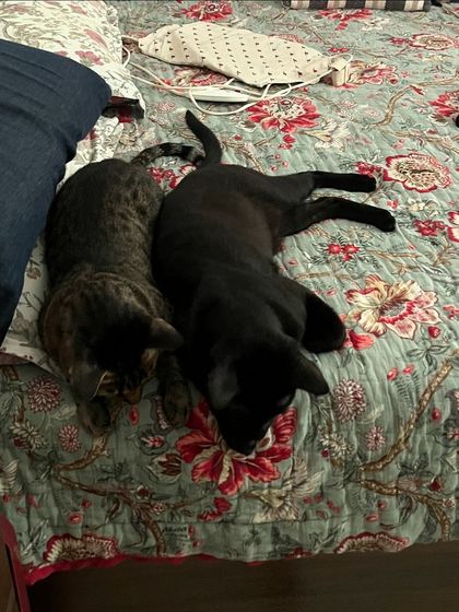 The two brothers, Friday and Jarvis, snuggling together. It's so lovely to see bonded pairs so comfortable and happy during their stay.