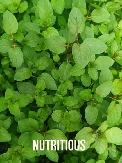 Healthy, well-fed plants are naturally more nutritious. You can be confident that the produce from your pod is packed with the vitamins and minerals your body needs.