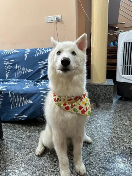 Meet Vegas, a spirited Husky who found his forever home through us. We rescue many purebreds from difficult situations, giving them a chance to be cherished family members, not commodities. He is a testament to the resilience of these incredible dogs.
