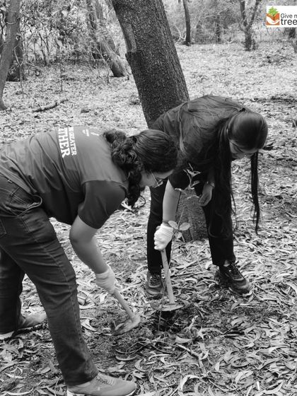 Northern Trust employees digging pits for new saplings. This physical work connects people to the earth in a way that presentations and meetings cannot.