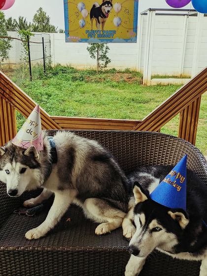 Fluffy Paws Pet Resort - Pet Cafe & Event Hosting Pawsome Birthday Parties photo 7